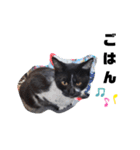 猫のしーちゃんのスタンプ（個別スタンプ：24）