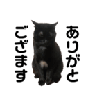 リアル黒猫あむちゃんスタンプ（個別スタンプ：3）