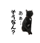 リアル黒猫あむちゃんスタンプ（個別スタンプ：4）