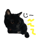 リアル黒猫あむちゃんスタンプ（個別スタンプ：5）