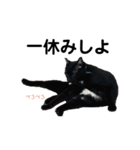 リアル黒猫あむちゃんスタンプ（個別スタンプ：7）