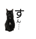 リアル黒猫あむちゃんスタンプ（個別スタンプ：10）