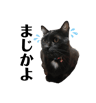 リアル黒猫あむちゃんスタンプ（個別スタンプ：11）