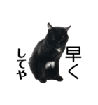 リアル黒猫あむちゃんスタンプ（個別スタンプ：12）