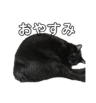 リアル黒猫あむちゃんスタンプ（個別スタンプ：17）