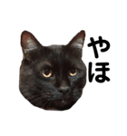 リアル黒猫あむちゃんスタンプ（個別スタンプ：19）