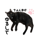 リアル黒猫あむちゃんスタンプ（個別スタンプ：22）