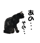 リアル黒猫あむちゃんスタンプ（個別スタンプ：25）