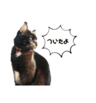 リアル黒猫あむちゃんスタンプ（個別スタンプ：32）