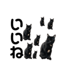 リアル黒猫あむちゃんスタンプ（個別スタンプ：36）