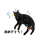 リアル黒猫あむちゃんスタンプ（個別スタンプ：38）