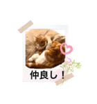 平和猫村ねこづくめ（個別スタンプ：5）