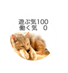 平和猫村ねこづくめ（個別スタンプ：9）