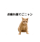 平和猫村ねこづくめ（個別スタンプ：13）