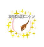 平和猫村ねこづくめ（個別スタンプ：14）