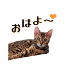 ベンガル猫のリリィ（個別スタンプ：1）