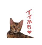 ベンガル猫のリリィ（個別スタンプ：3）