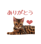 ベンガル猫のリリィ（個別スタンプ：7）