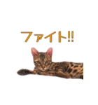 ベンガル猫のリリィ（個別スタンプ：10）