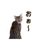 ベンガル猫のリリィ（個別スタンプ：13）