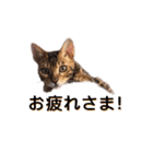 ベンガル猫のリリィ（個別スタンプ：18）