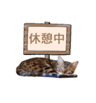 ベンガル猫のリリィ（個別スタンプ：19）