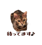 ベンガル猫のリリィ（個別スタンプ：21）