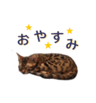 ベンガル猫のリリィ（個別スタンプ：22）