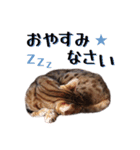 ベンガル猫のリリィ（個別スタンプ：23）