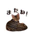 ベンガル猫のリリィ（個別スタンプ：24）