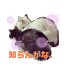 おにぎりとおむすび(多分3個目)（個別スタンプ：7）