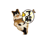 おにぎりとおむすび(多分3個目)（個別スタンプ：15）