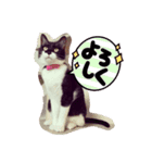 おにぎりとおむすび(多分3個目)（個別スタンプ：16）