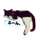 おにぎりとおむすび(多分3個目)（個別スタンプ：31）