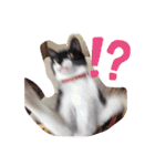 おにぎりとおむすび(多分3個目)（個別スタンプ：38）