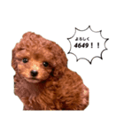 BIBIちゃん初年度（個別スタンプ：1）