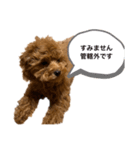 BIBIちゃん初年度（個別スタンプ：5）