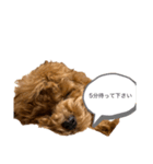 BIBIちゃん初年度（個別スタンプ：6）