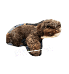 生活感のある犬達（個別スタンプ：28）