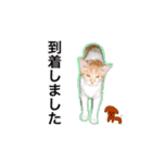 犬好きと猫好きのためのスタンプ（個別スタンプ：2）