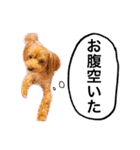 犬好きと猫好きのためのスタンプ（個別スタンプ：26）