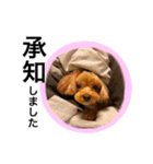 犬好きと猫好きのためのスタンプ（個別スタンプ：28）