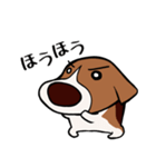 ビーギー犬 はなぼっち（個別スタンプ：19）