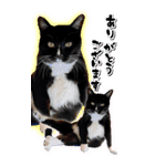トドもどき猫BIGスタンプ（funnyCat）（個別スタンプ：1）