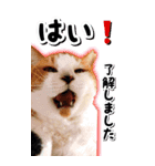 トドもどき猫BIGスタンプ（funnyCat）（個別スタンプ：2）