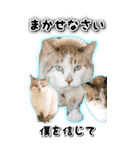 トドもどき猫BIGスタンプ（funnyCat）（個別スタンプ：3）