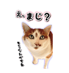 トドもどき猫BIGスタンプ（funnyCat）（個別スタンプ：6）