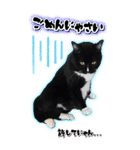 トドもどき猫BIGスタンプ（funnyCat）（個別スタンプ：7）
