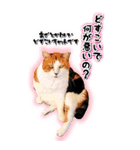 トドもどき猫BIGスタンプ（funnyCat）（個別スタンプ：8）