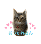 あんずちゃん其の5（個別スタンプ：3）
